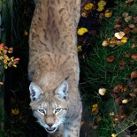 Eurasischer Luchs (Lynx lynx), Foto: Jouko Lehmuskallio